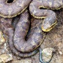 24시 성심동물메디컬센터 이미지