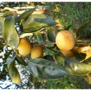 섬지뜰농장 이미지