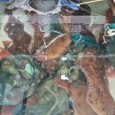 이동시장(이동공설시장) 이미지