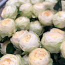 퓨어(PURE) 이미지