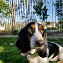 하운드펫 이미지