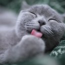 그루밍포유 이미지