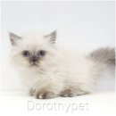 헤어도로시 | 해남아메리칸숏헤어분양 가까워질 수 있었던 이유는