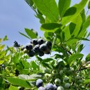 6월 27일 블루베리 농장 체험 이미지