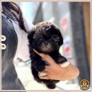 멍멍이천국 이미지