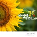 바실라 이미지