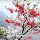 고향의 봄 이미지