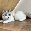 도리민박 이미지