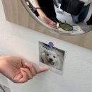 손끗헤어 - 월피동 | [여수] 귀여운케키🐶가 반겨주는 디저트카페 | 케키옹🎶🍀💚