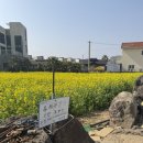 산방산주차장 | 제주도 서귀포 유채꽃 명소 추천 산방산 가격 주차장방문후기