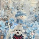 오로라 애견미용샾 | 김해 애견미용실, 김해 애견미용추천 &#39;로운이네 살롱&#39; 후기 !!