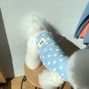 매그로