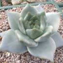 정원농장 이미지