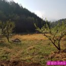 자두나무농장 이미지