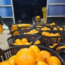 왕자농장 이미지