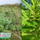 대마 - 안산시 단원구 광덕대로 194 | 대마