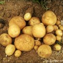 장마 전에 감자를 수확해야 하는 이유, 감자 팍신하게 찌는 법^^* 이미지