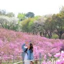 진달래꽃 | 부천 원미산 봄꽃 명소 진달래동산 후기 | 꽃은 졌지만 솔직 리뷰🌸