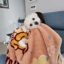 사랑방켄넬 | 파주 애견동반 까페 엘오비 후기