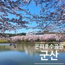 즐거운어린이집 | 군산 은파호수공원 벚꽃 실시간 현황! 주차 팁부터 가장 예쁜 구간 추천