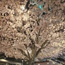 명지 수동물병원 | [부산/명지]아기와 함께 명지 맛집 쭈꾸미본색 방문 블랙피자세트 후기(놀이방o, 반려동물동반o)