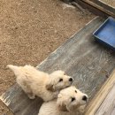 한옥목장 이미지