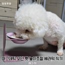 Pick-Pct(픽-펫) | 강아지 밥그릇 헤이픽 마그네틱 모던 펫 높이조절 세라믹 식기 사용후기