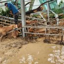 영남태양광발전소 이미지