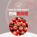 논산에서 갓 수확한 신선한 토마토!! 허니팜 토마토