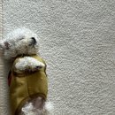 기장애견 이미지