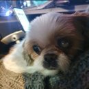 개님은 털빨 이미지