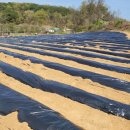 새순카센타 이미지