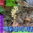 백두산 희귀난초_애기무엽란 풍선난초 홍산무엽란 개제비난 나도제비난‪ 이미지