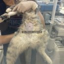 쿨펫동물병원(탄방점) 이미지