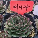 디니타 이미지