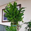 황금죽 | 승진 축하 15만원 화분 황금죽 배송 후기 동해시 꽃배달 전국 꽃배달 실제 사진