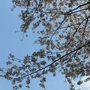 옹기테마공원 | [중랑구 카페]옹기종기카페, 수양벚나무가 너무나 멋진 장소