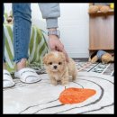 유앤미펫 강아지분양 고양이분양 용인점 이미지