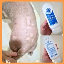 닥터홍 동물병원 | 프루너스 닥터 미코클로딘 샴푸 동물병원 전용 사용법 솔직후기