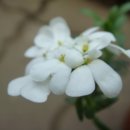 이베리스 이미지