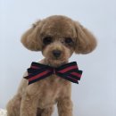 그리다 펫살롱 이미지