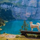 능곡동물병원 이미지