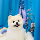 꿈꾸는개 이미지