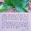 개구리의 엽서 2128/올해도 온 도토리거위벌레 이미지