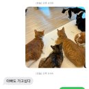 인투캣츠 네이버블로그