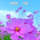 좋은아침입니다 이미지