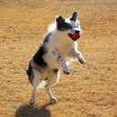 왕십리동물병원 이미지