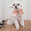 펫토피아미용실 이미지