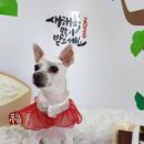 미용하는 강아지 살롱 이미지