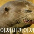 연어광어 이미지